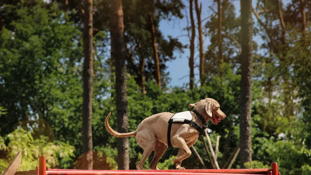 Ein Hund läuft über eine Fläche Nahe des K6 Seminarhotels