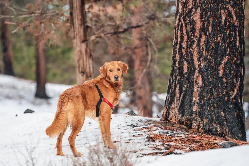 Ein Hund steht neben einem Baum in den Klusbergen in Halberstadt